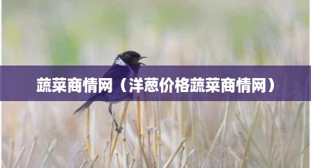 蔬菜商情网（洋葱价格蔬菜商情网）