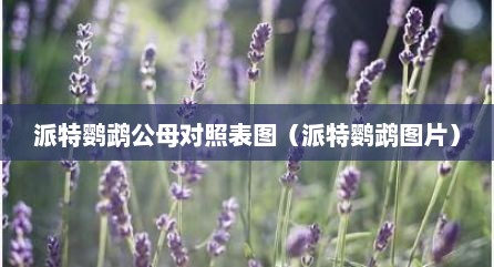 派特鹦鹉公母对照表图（派特鹦鹉图片）