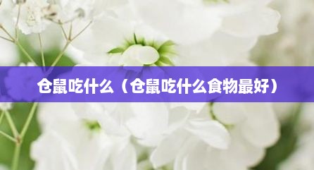 仓鼠吃什么（仓鼠吃什么食物最好）