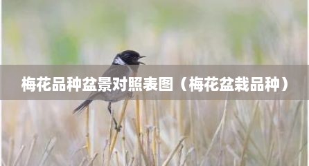 梅花品种盆景对照表图（梅花盆栽品种）