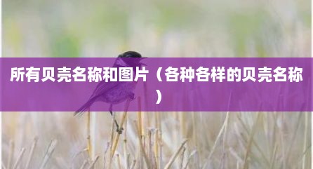 所有贝壳名称和图片（各种各样的贝壳名称）