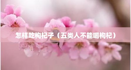怎样吃枸杞子（五类人不能喝枸杞）