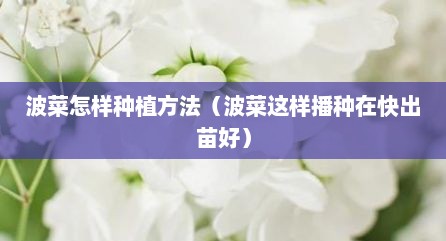 波菜怎样种植方法（波菜这样播种在快出苗好）