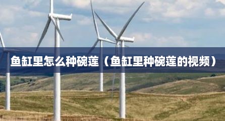 鱼缸里怎么种碗莲（鱼缸里种碗莲的视频）