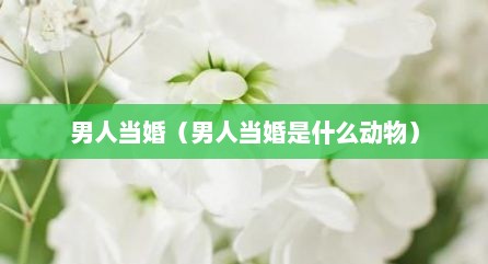 男人当婚（男人当婚是什么动物）