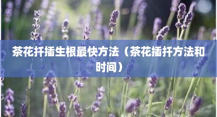茶花扦插生根最快方法（茶花插扦方法和时间）