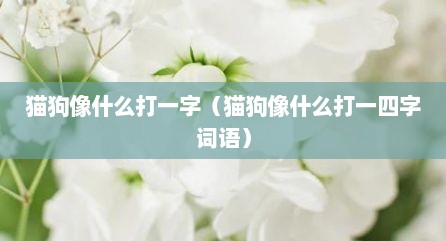 猫狗像什么打一字（猫狗像什么打一四字词语）