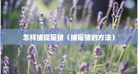 怎样捕捉獾猪（捕獾猪的方法）
