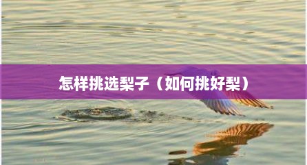 怎样挑选梨子（如何挑好梨）