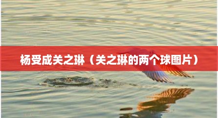 杨受成关之琳（关之琳的两个球图片）