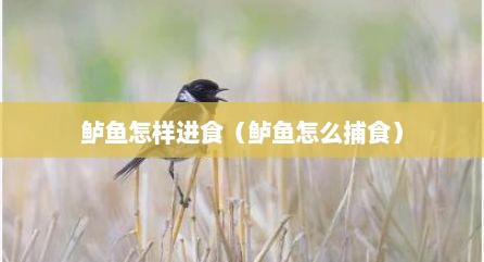 鲈鱼怎样进食（鲈鱼怎么捕食）