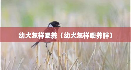 幼犬怎样喂养（幼犬怎样喂养胖）