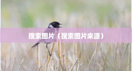 搜索图片（搜索图片来源）
