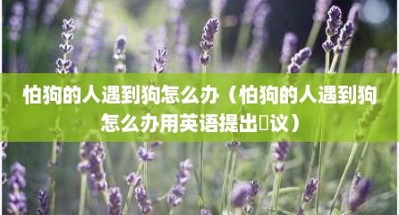 怕狗的人遇到狗怎么办（怕狗的人遇到狗怎么办用英语提出䢖议）