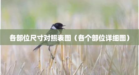 各部位尺寸对照表图（各个部位详细图）