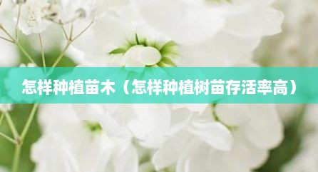 怎样种植苗木（怎样种植树苗存活率高）