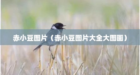 赤小豆图片（赤小豆图片大全大图画）
