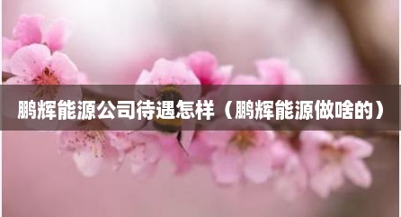 鹏辉能源公司待遇怎样（鹏辉能源做啥的）