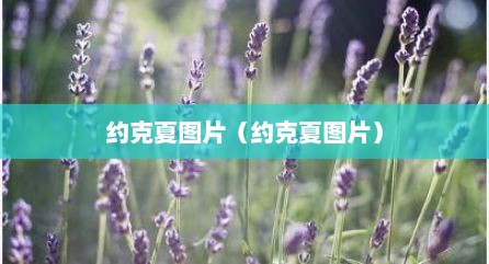 约克夏图片（约克夏图片）