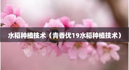 水稻种植技术（青香优19水稻种植技术）