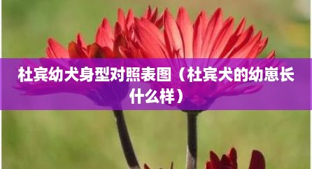 杜宾幼犬身型对照表图（杜宾犬的幼崽长什么样）