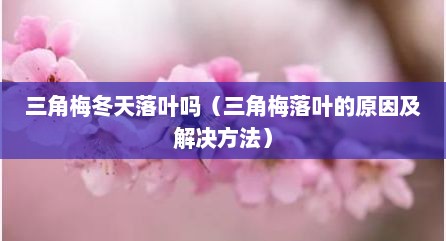 三角梅冬天落叶吗（三角梅落叶的原因及解决方法）