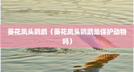 葵花凤头鹦鹉（葵花凤头鹦鹉是保护动物吗）