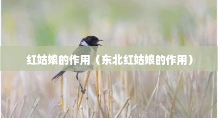 红姑娘的作用（东北红姑娘的作用）