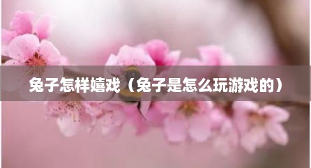 兔子怎样嬉戏（兔子是怎么玩游戏的）