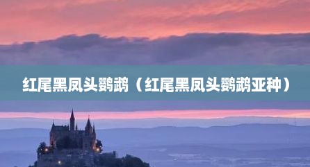 红尾黑凤头鹦鹉（红尾黑凤头鹦鹉亚种）