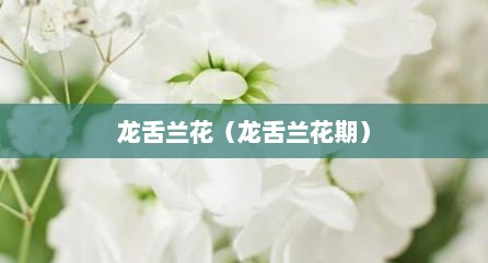 龙舌兰花（龙舌兰花期）