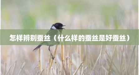 怎样辨别蚕丝（什么样的蚕丝是好蚕丝）