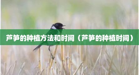芦笋的种植方法和时间（芦笋的种植时间）