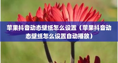 苹果抖音动态壁纸怎么设置（苹果抖音动态壁纸怎么设置自动播放）