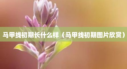 马甲线初期长什么样（马甲线初期图片欣赏）