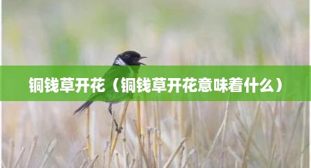 铜钱草开花（铜钱草开花意味着什么）