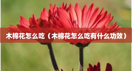 木棉花怎么吃（木棉花怎么吃有什么功效）