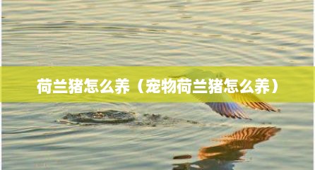 荷兰猪怎么养（宠物荷兰猪怎么养）