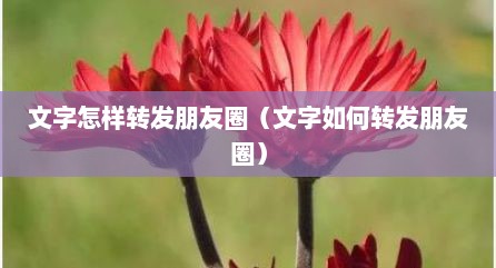 文字怎样转发朋友圈（文字如何转发朋友圈）