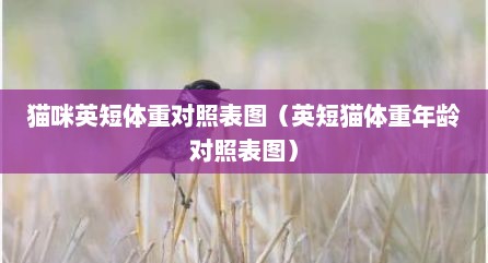 猫咪英短体重对照表图（英短猫体重年龄对照表图）