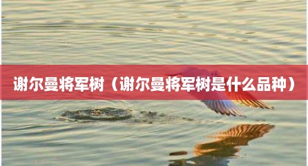 谢尔曼将军树（谢尔曼将军树是什么品种）