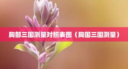 胸部三围测量对照表图（胸围三围测量）