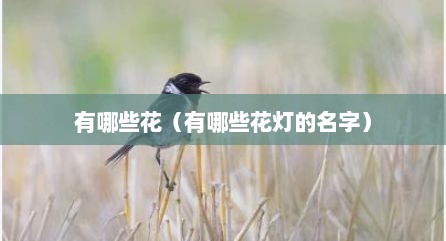 有哪些花（有哪些花灯的名字）