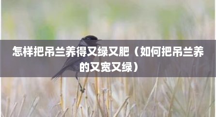 怎样把吊兰养得又绿又肥（如何把吊兰养的又宽又绿）