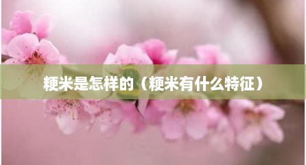 粳米是怎样的（粳米有什么特征）