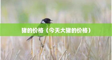猪的价格（今天大猪的价格）