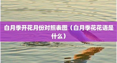 白月季开花月份对照表图（白月季花花语是什么）