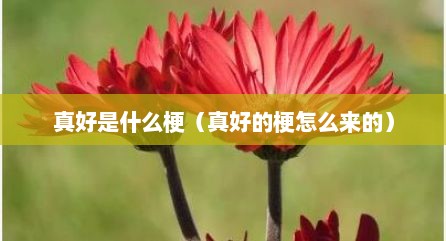 真好是什么梗（真好的梗怎么来的）