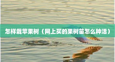 怎样栽苹果树（网上买的果树苗怎么种活）