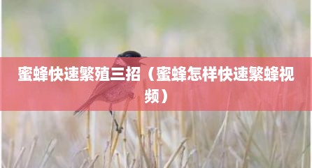 蜜蜂快速繁殖三招（蜜蜂怎样快速繁蜂视频）